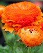 Ranunculus orange8